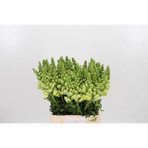 Antirrhinum Po Yellow