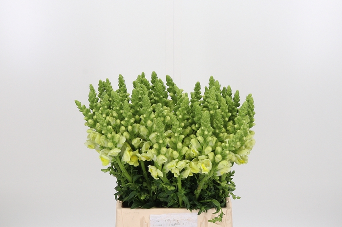 <h4>Antirrhinum Po Yellow</h4>