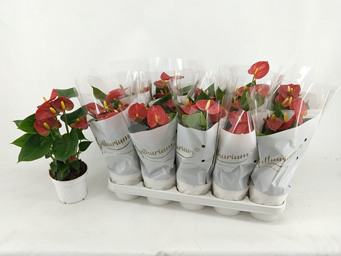 <h4>ANTHU AN RED CHAMPIO</h4>