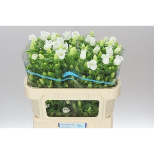 Campanula M Champ White