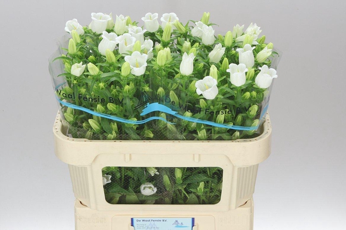 <h4>Campanula M Champ White</h4>