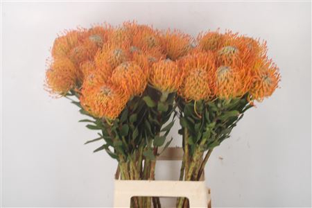<h4>Leuco Co Ayoba Sun</h4>