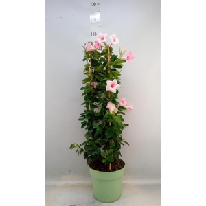 Mandevilla am. 'Sundav Cream Pink'