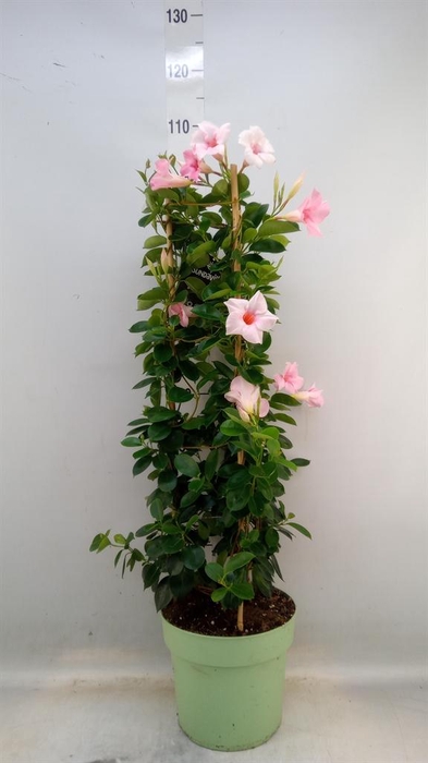 <h4>Mandevilla am. 'Sundav Cream Pink'</h4>