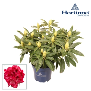 Hortinno® Garden XXL Red Dragon groen 50 - 60 cm
