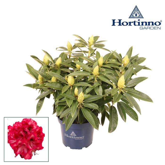 <h4>Hortinno® Garden XXL Red Dragon groen 50 - 60 cm</h4>