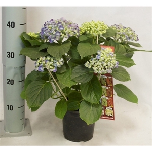 Hydrangea Hovaria Hopcorn