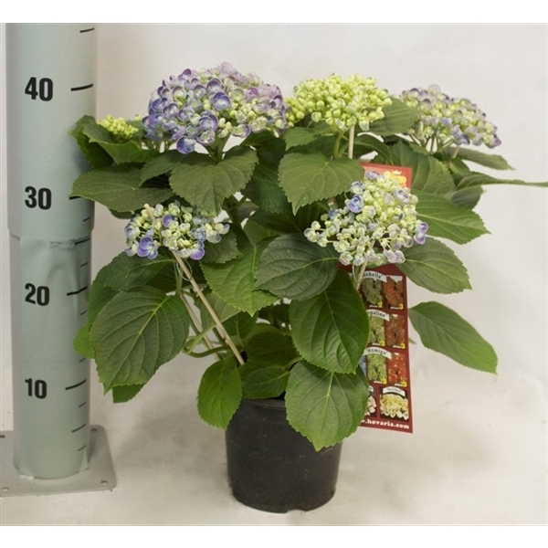<h4>Hydrangea Hovaria Hopcorn</h4>