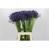 Agapanthus Suzan