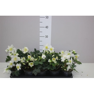 Helleborus N Happy Day 14+