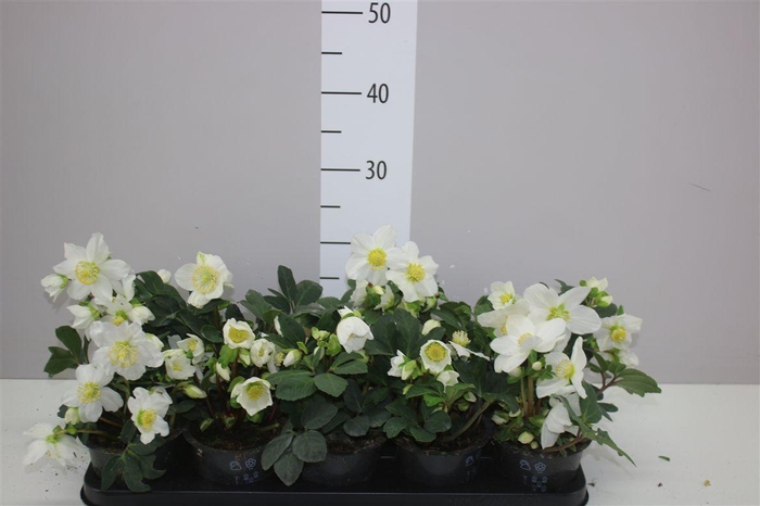<h4>Helleborus N Happy Day 14+</h4>
