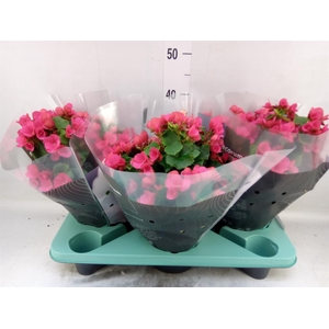 Begonia elat. EN 'Betulia Pink'