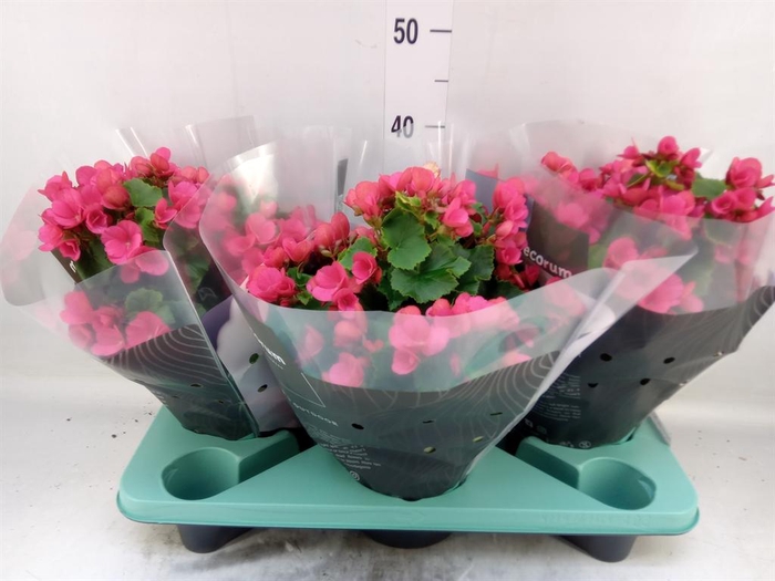 <h4>Begonia elat. EN 'Betulia Pink'</h4>