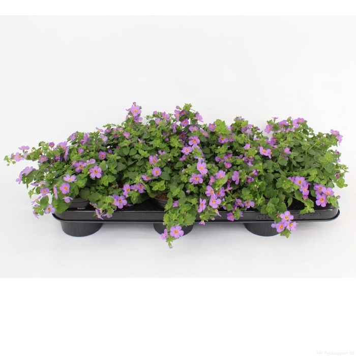 <h4>Sutera 'Blue Showers'</h4>