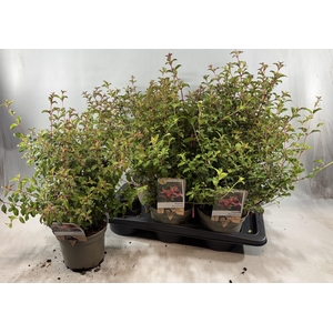 FUCHSIA RICCARTONII