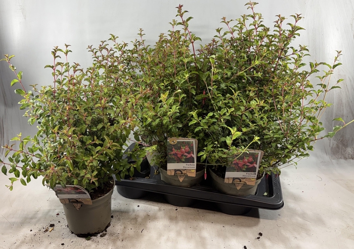 <h4>FUCHSIA RICCARTONII</h4>