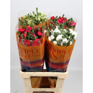 DI TE SOLOM GEM FUST