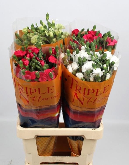 <h4>DI TE SOLOM GEM FUST</h4>