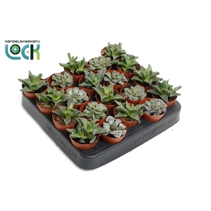 Faucaria Titantinopsis Mix