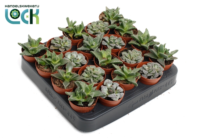 <h4>Faucaria Titantinopsis Mix</h4>