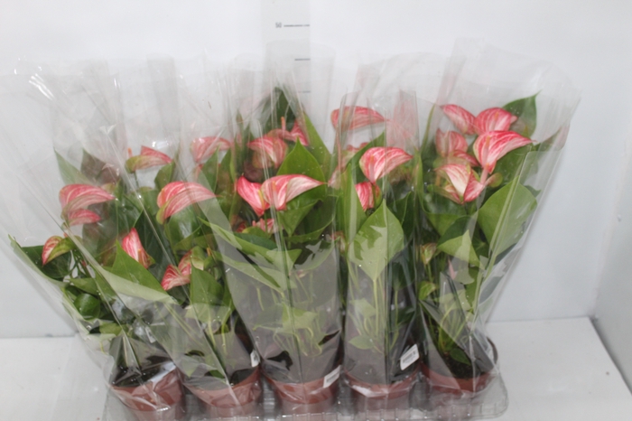 <h4>ANTHURIUM LIVIUM RED P12 BICOLOR</h4>