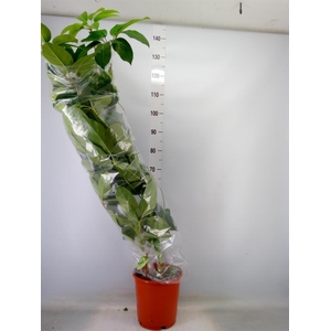 Schefflera actin. 'Emerald Green'