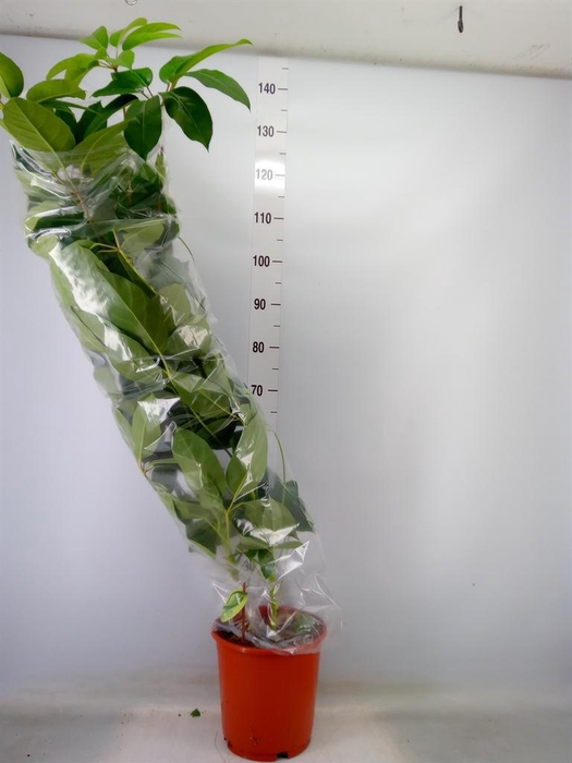 <h4>Schefflera actin. 'Emerald Green'</h4>