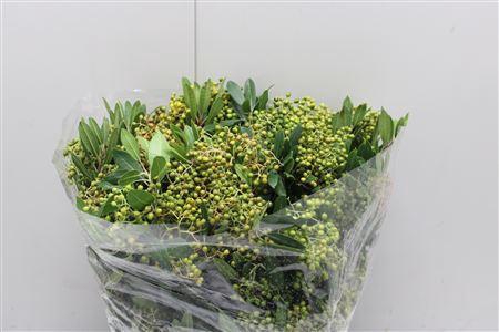 <h4>Photinia Bes</h4>