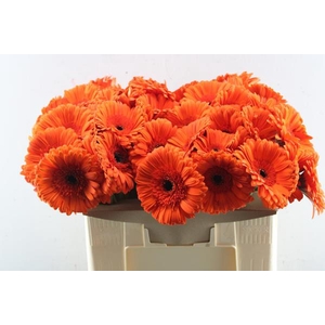 Ge Gr Capella (oranje)