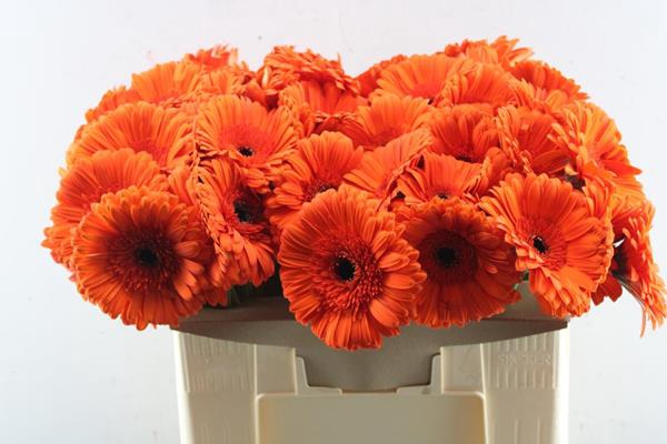<h4>Ge Gr Capella (oranje)</h4>