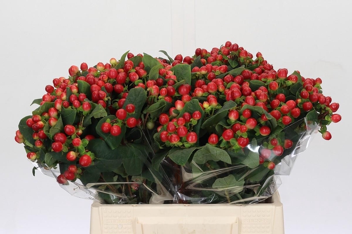 <h4>Hypericum True Romance</h4>