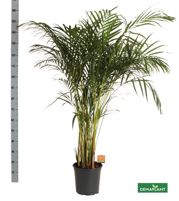 <h4>DYPSIS LUTESCENS</h4>