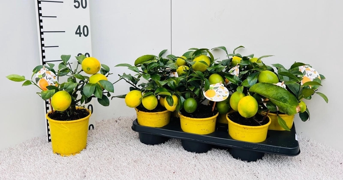 <h4>Citrus Meyeri Meyer P14</h4>