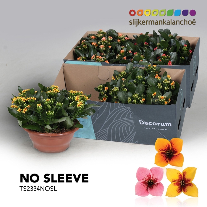 <h4>Kalanchoe No Sleeve - Tiger Mix 23 cm</h4>