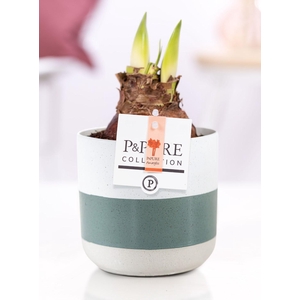 Hippeastrum red in P&PURE Lauren ceramics