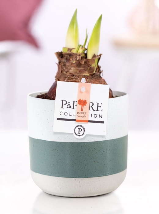 <h4>Hippeastrum red in P&PURE Lauren ceramics</h4>