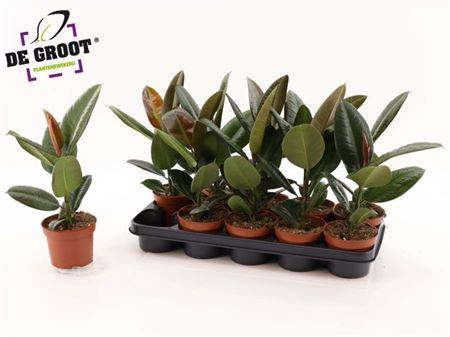 <h4>Fic El Robusta</h4>