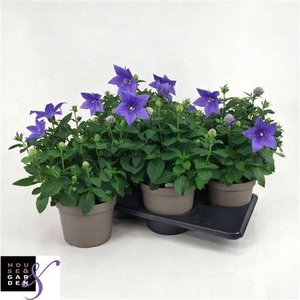 Platyco Gr Astra Blu P17