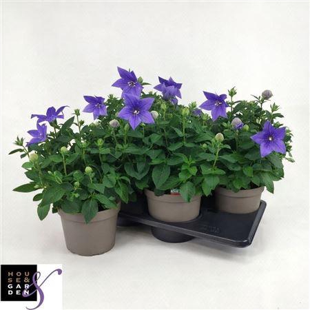 <h4>Platyco Gr Astra Blu Big Size P17</h4>