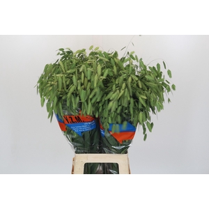 Chasmanthium latifolium 'Mantis'