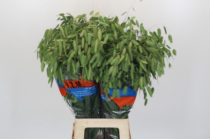 Chasmanthium latifolium 'Mantis'