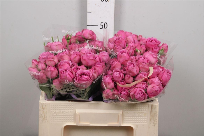 <h4>R Tr Misty Bubbles</h4>