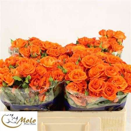<h4>Rosa tros Babe</h4>