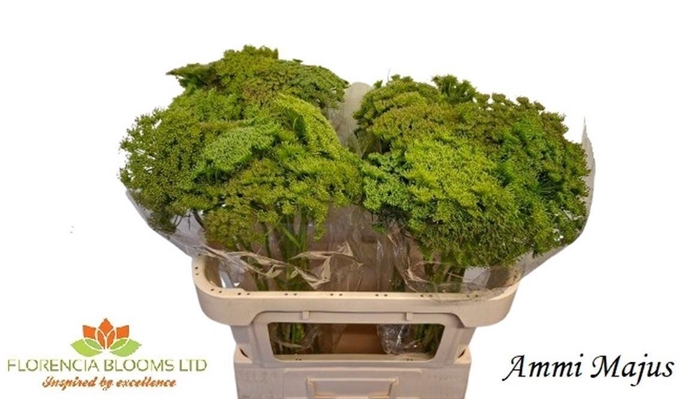 <h4>Ammi Majus</h4>