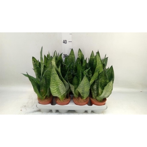 Sansevieria zeylanica