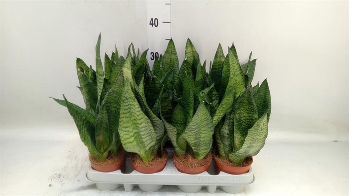 <h4>Sansevieria zeylanica</h4>