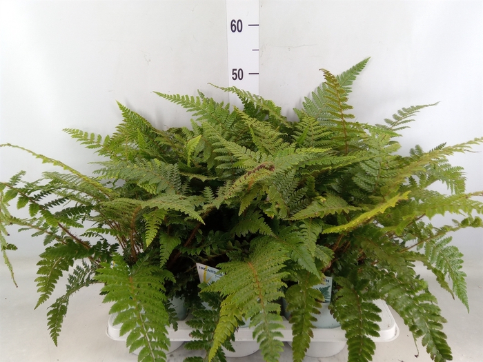 <h4>Polystichum polyblepharum</h4>