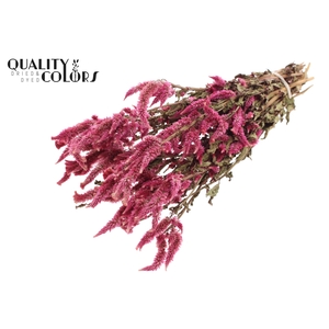 Celosia Dried per bunch Natural Cerise