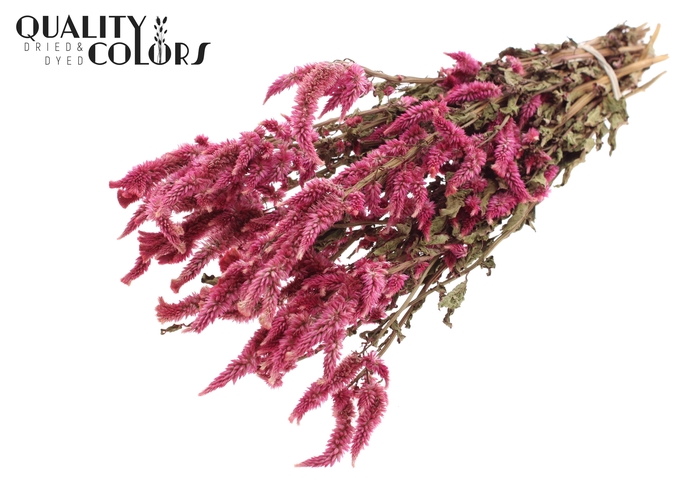 <h4>Celosia Dried per bunch Natural Cerise</h4>