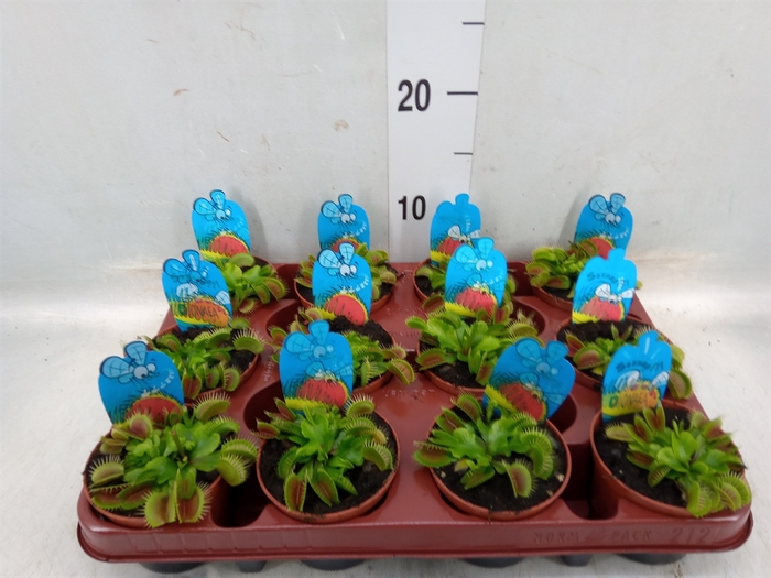 <h4>Dionaea muscipula</h4>